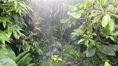 Rain forest Stock Footage 31619623