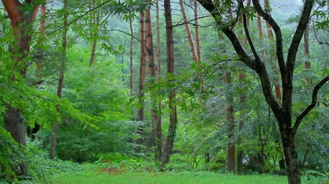 Rain in the forest. Stock Footage 40754490