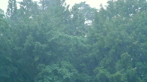 Rain in the forest. Stock Footage 40754524