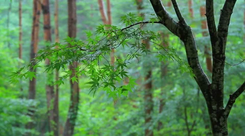 Rain in the forest. Stock-Footage 40754532