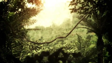 Rain Forest Stock Footage 41334797