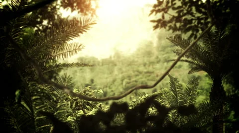 Rain Forest Stock Footage 41334964