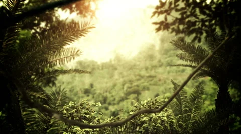 Rain Forest Stock Footage 41334965