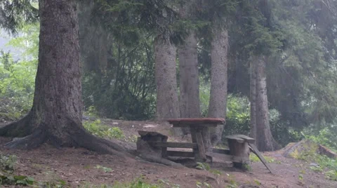 Rain in the Forest Stock Footage 43300421