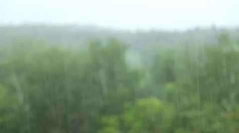 Rain forest Stock Footage 50712788