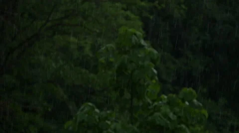 Rain in the forest Vídeos de archivo 52669098