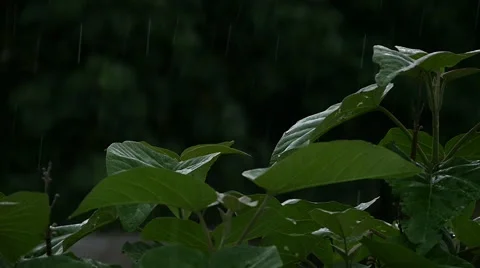 Rain in the forest Video stock 52669193