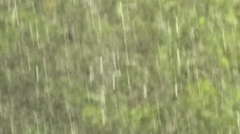 Rain in the forest Stock Footage 54442342