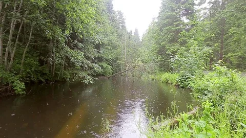 Rain in the forest Video stock 80001877