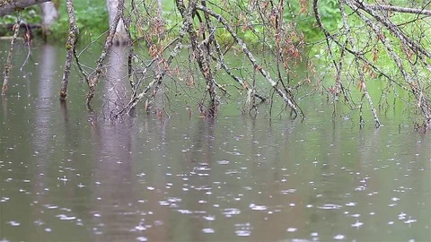 Rain in the forest Video stock 80001956