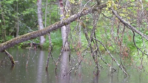 Rain in the forest Stock Footage 80002541