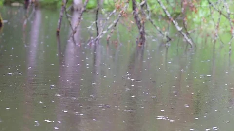 Rain in the forest Video stock 80002941