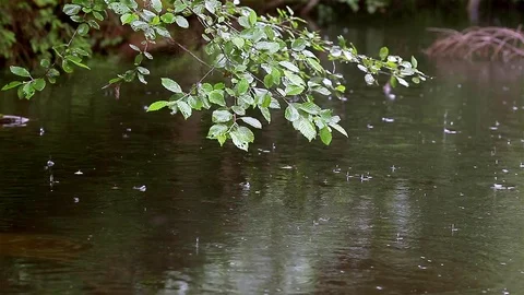 Rain in the forest Video stock 80003102