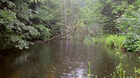 Rain in the forest Video stock 80003224