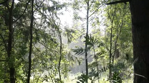 Rain in the forest Stock Footage 80677164