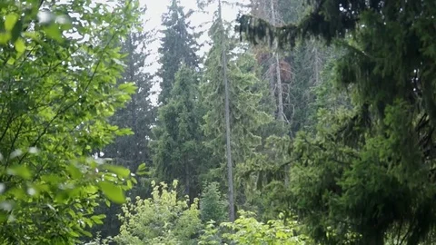 Rain in the forest Stock Footage 80677205