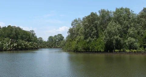 Rain Forest Video stock 101492656