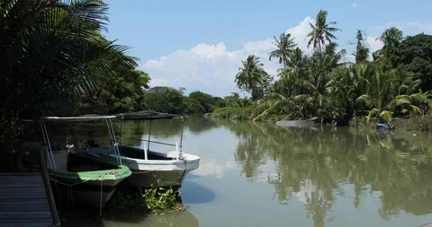 Rain Forest Stock Footage 101492694