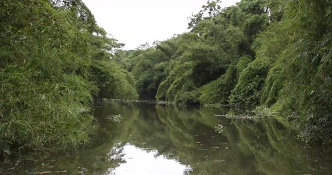 Rain Forest Vídeos de archivo 101492763