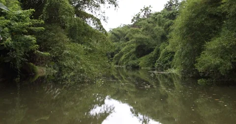 Rain Forest Stock Footage 101492778