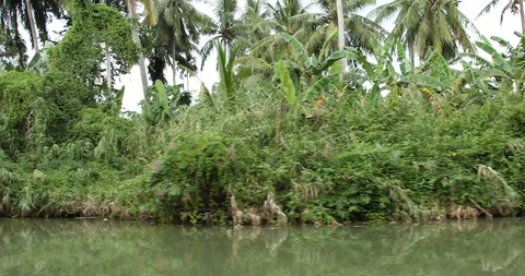 Rain Forest Stock Footage 101492809