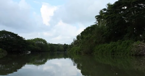 Rain Forest Video stock 101492815