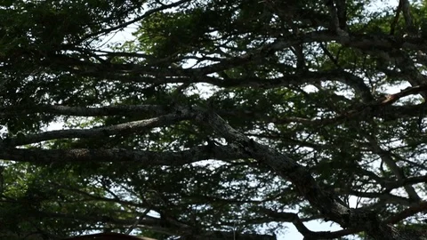 Rain Forest Video stock 101493081