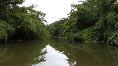 Rain Forest Stock-Footage 101493278
