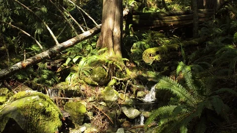 In the rain forest Stock Footage 102782747