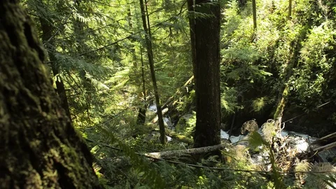 In the rain forest Stock Footage 102782832