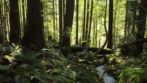 In the rain forest Stock Footage 102783373