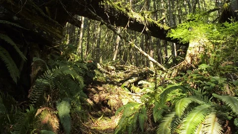 In the rain forest Stock Footage 102783375