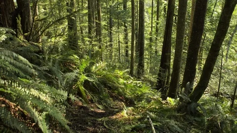 In the rain forest Stock Footage 102783415