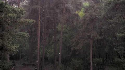 Rain in the forest Stock Footage 114750957