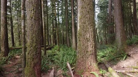 Rain Forest Vídeos de archivo 133745581