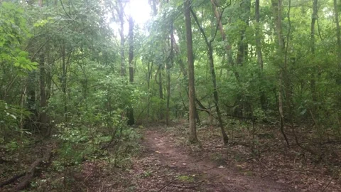 Rain In The Forest Stock Footage 136003027