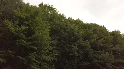 Rain in the forest Stock-Footage 136054878