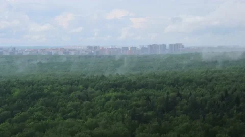 Rain forest Stock Footage 146621743