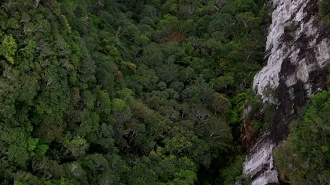 Rain forest Stock Footage 151926571