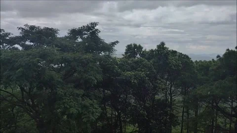 Rain in the forest 動画素材 157657535