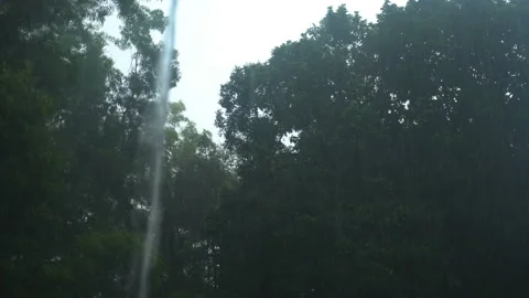 Rain in the forest Stock Footage 159619453