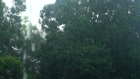 Rain in the forest Stock Footage 159619454