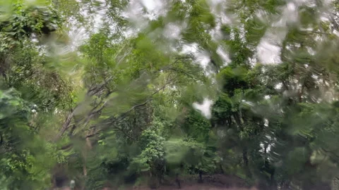 Rain in forest Stock Footage 169000784