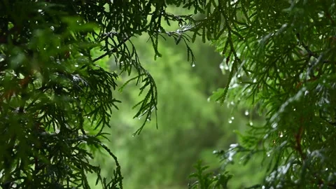 Rain in the forest Stock Footage 190348393
