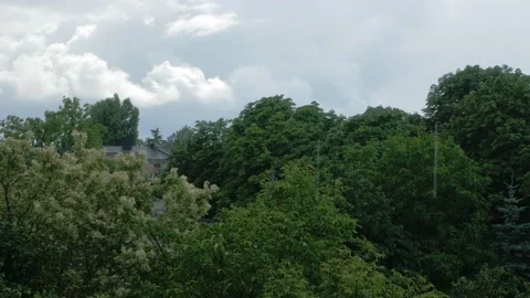 Rain in the forest 動画素材 201030145