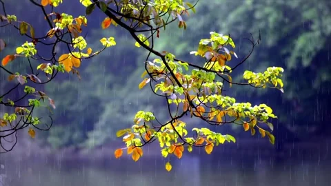 Rain in the forest Stock Footage 222339028