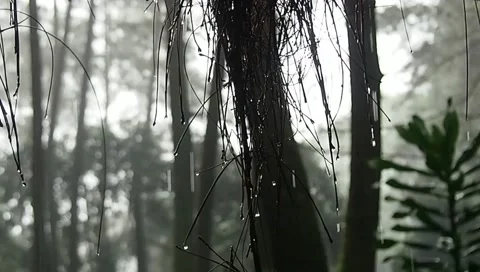 Rain in forest Stock Footage 227358124