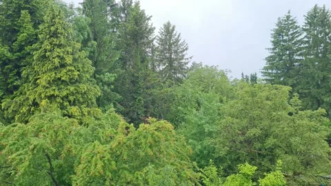 Rain in the forest 스톡 동영상 229538836