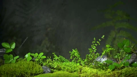 Rain in the forest Stock Footage 256970315