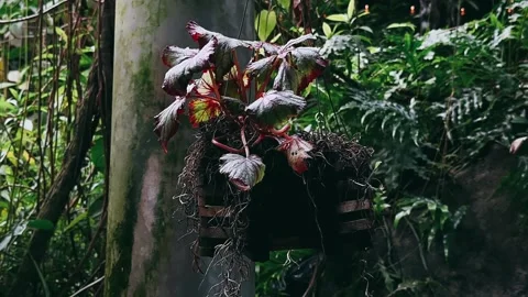 Rain forest in the forest, plant, hanging plant, path in the woods, stream, Stock Footage 247077801